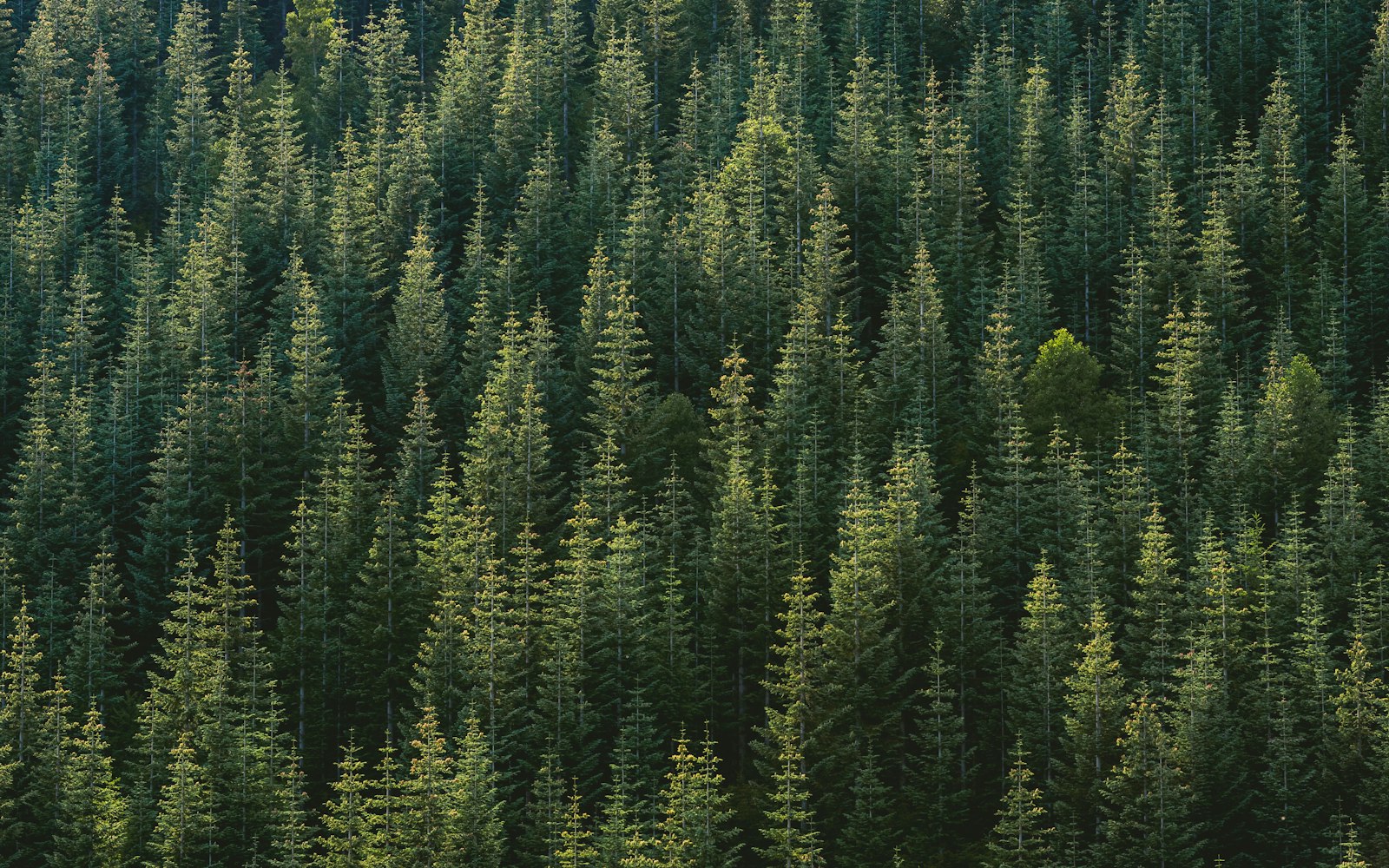 The problem — Search & Rescue Support