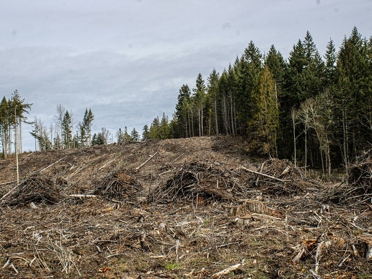 The deliverable — Forestry & Timber Drone Surveys